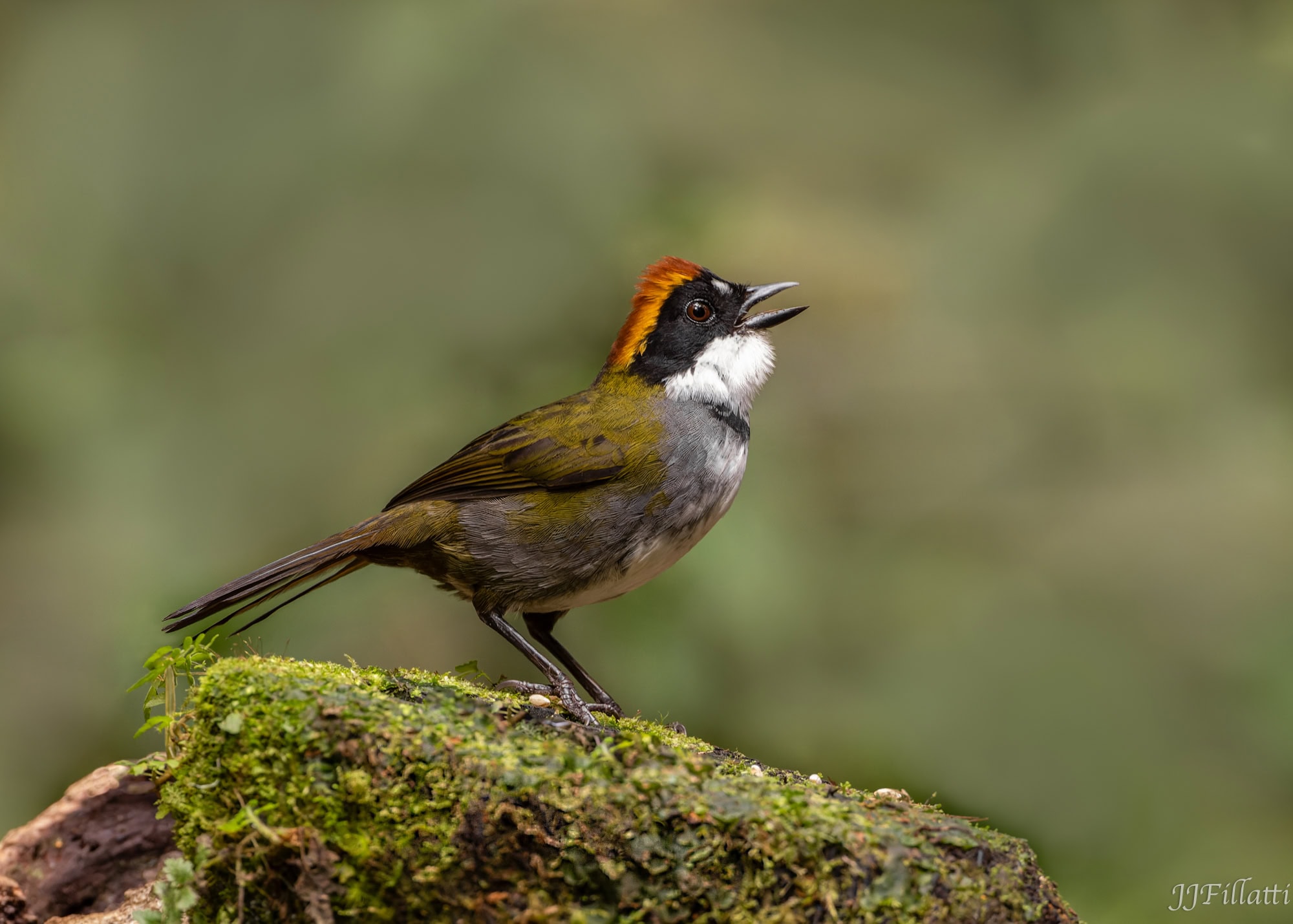 bird of colombia image 37